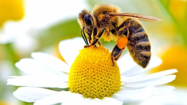 Nằm mơ thấy con ong là điềm gì? Đánh con gì ăn chắc?