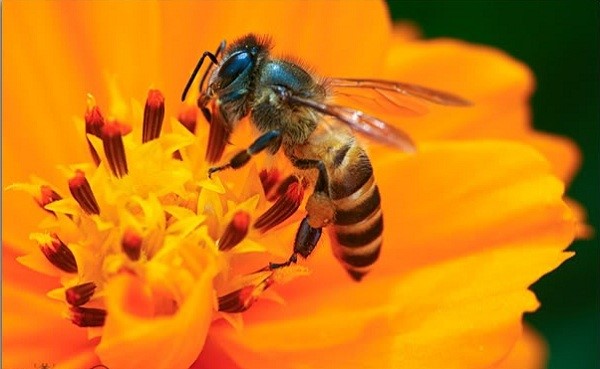 Nằm mơ thấy con ong là điềm gì? Đánh con gì ăn chắc?